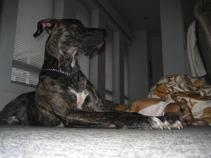 Blanding af racer Baloo - Sov trygt lillesøster, storebror passer på dig. billede 11