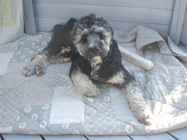 Tibetansk terrier LOUIE billede 1