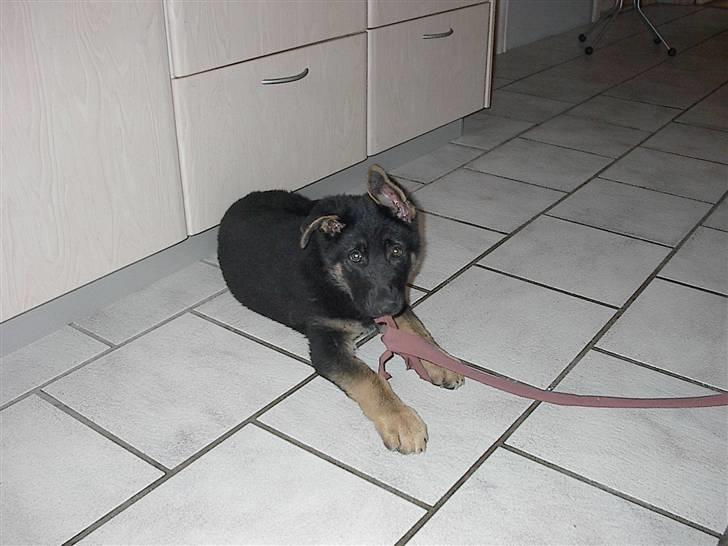 Schæferhund Rosso(schaeferdals Eros) billede 4