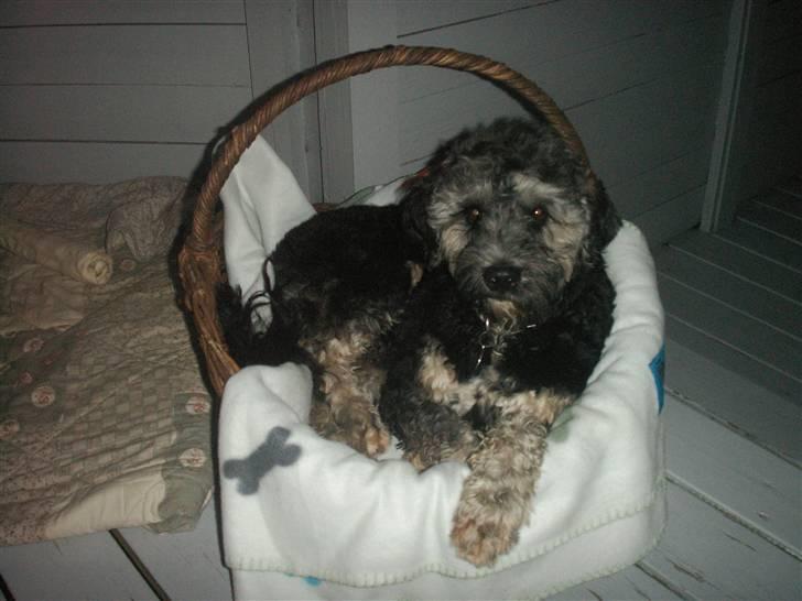 Tibetansk terrier LOUIE billede 2