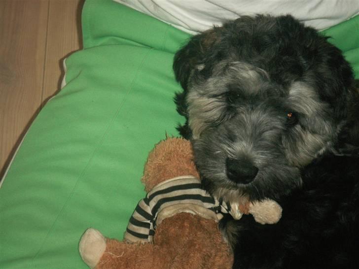 Tibetansk terrier LOUIE billede 3