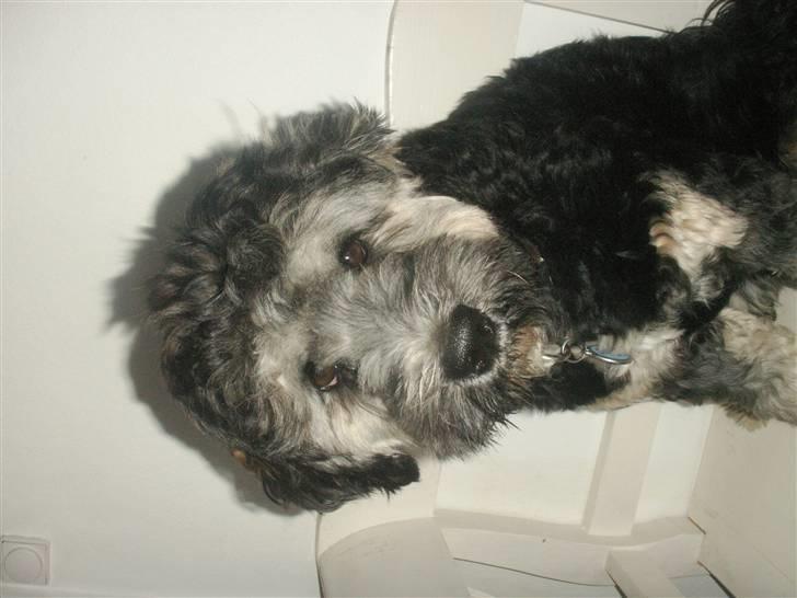 Tibetansk terrier LOUIE billede 4