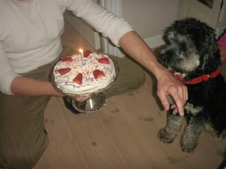 Tibetansk terrier LOUIE billede 5