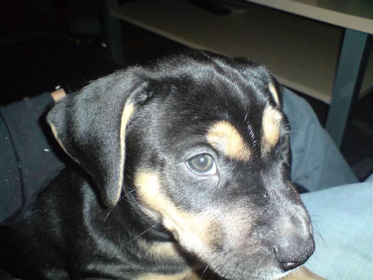 Amerikansk staffordshire terrier Cæsar billede 2