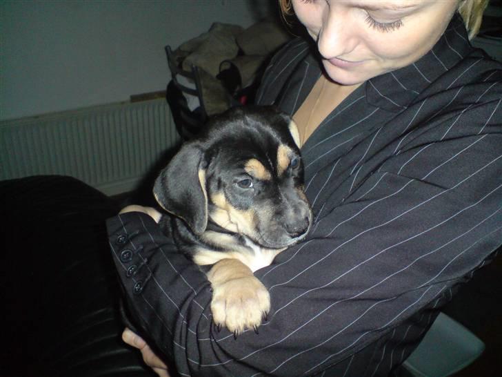 Amerikansk staffordshire terrier Cæsar - Lille og træt...oppe hos mor billede 3