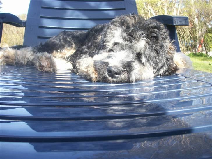 Tibetansk terrier LOUIE billede 6