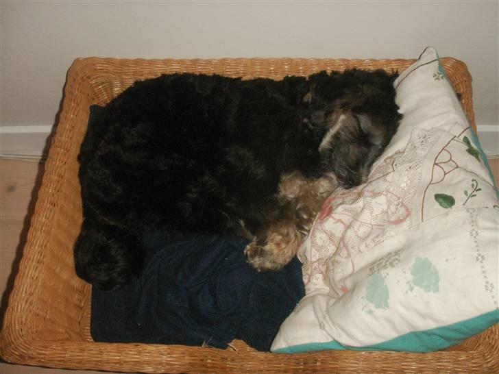 Tibetansk terrier LOUIE billede 7