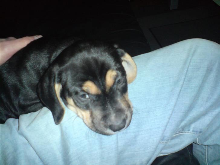 Amerikansk staffordshire terrier Cæsar billede 4