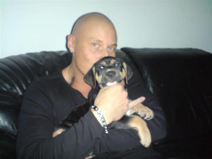 Amerikansk staffordshire terrier Cæsar billede 5