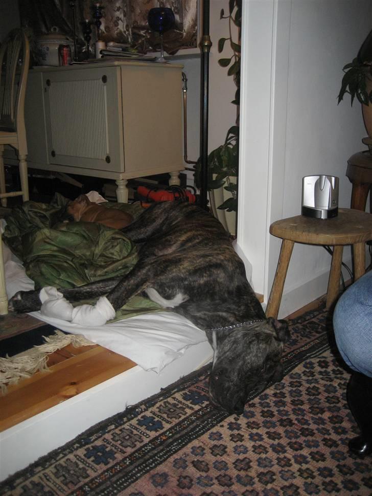 Blanding af racer Baloo - Hovedepude !!!?? Hvem sagde hovedepude ??? billede 13