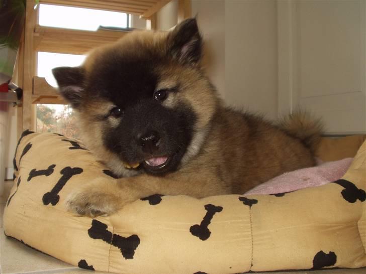 Eurasier linka billede 1