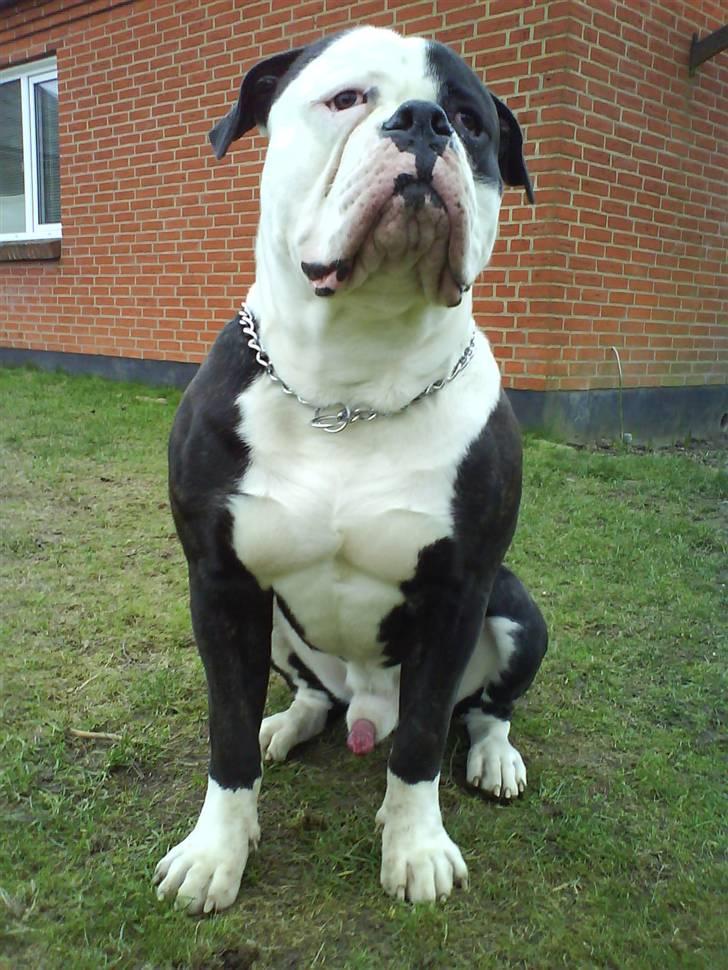 Amerikansk bulldog Magrethelund´s Santos - også mobilen billede 16