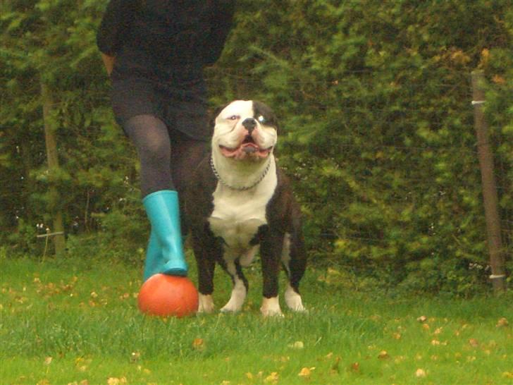 Amerikansk bulldog Magrethelund´s Santos - taget med mobil lidt sløret billede 17