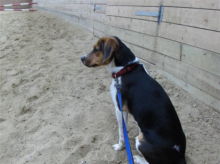 Blanding af racer Luna - Uh, det er spændende og være med oppe ved hestene billede 15