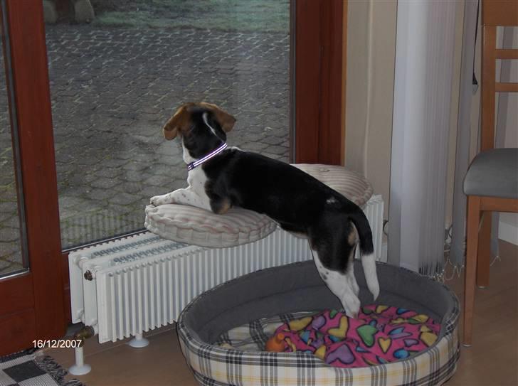 Blanding af racer Luna - Hvorfor kommer der ikke noget sol, så jeg kan komme ud og lege? :( billede 16