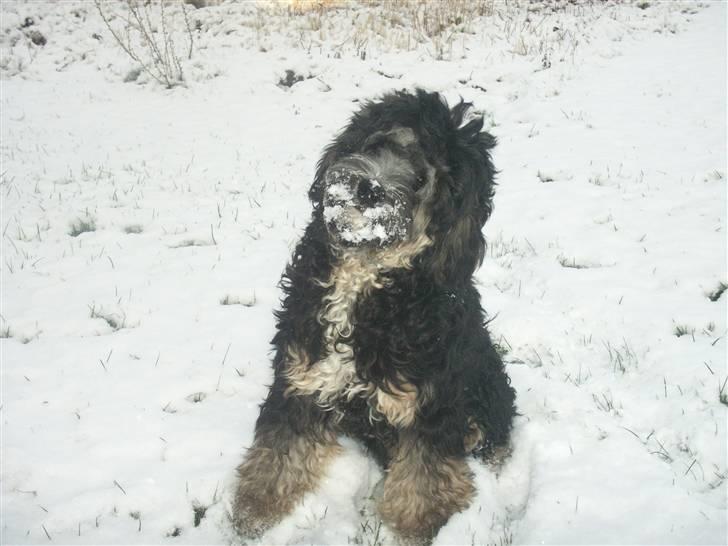 Tibetansk terrier LOUIE billede 8