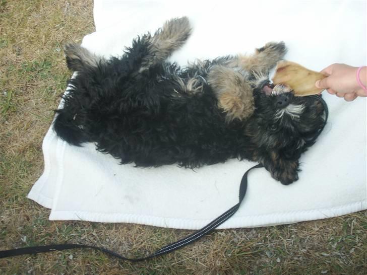 Tibetansk terrier LOUIE billede 9