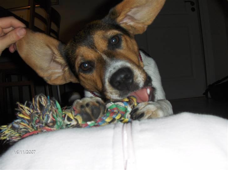 Blanding af racer Luna - Flap øre ;) billede 17