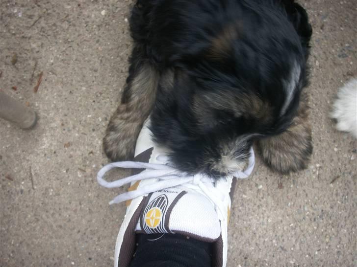 Tibetansk terrier LOUIE billede 10