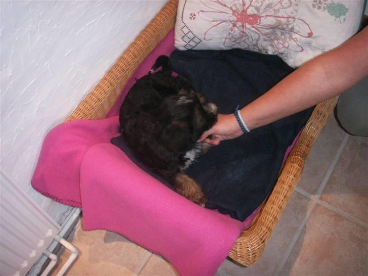 Tibetansk terrier LOUIE billede 11