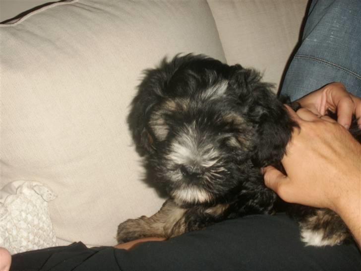 Tibetansk terrier LOUIE billede 12