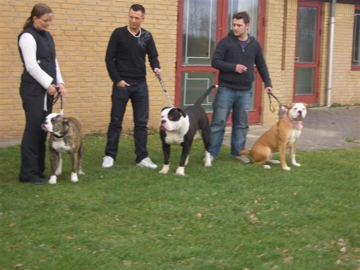 Amerikansk bulldog Magrethelund´s Santos - santos med to af hans søstre billede 18