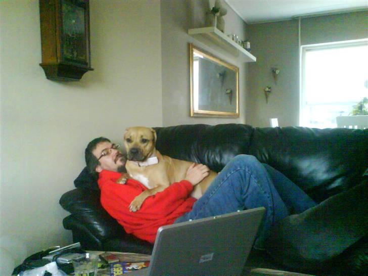 Amerikansk staffordshire terrier Gucci *Himmelhund* - far & mig ligger og nusser på sofaen billede 4