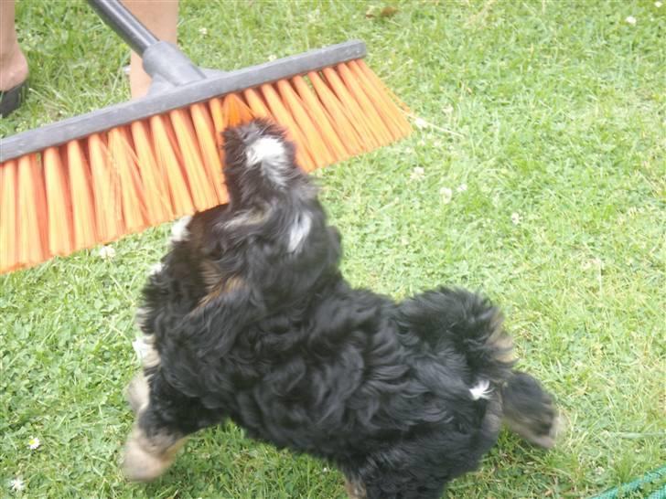 Tibetansk terrier LOUIE billede 13