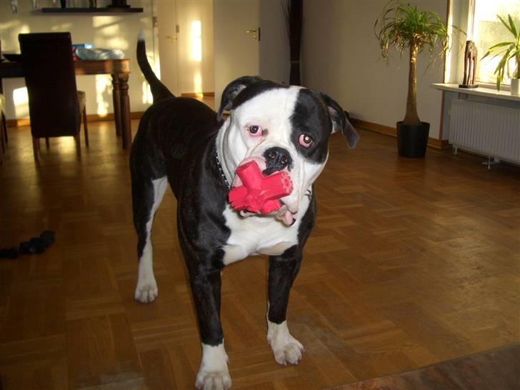 Amerikansk bulldog Magrethelund´s Santos billede 19