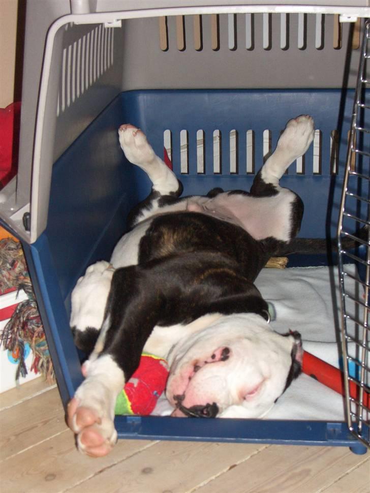 Amerikansk bulldog Magrethelund´s Santos - komfortabel=O) billede 20