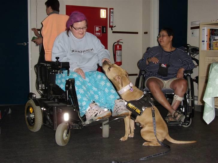 Amerikansk staffordshire terrier Gucci *Himmelhund* - Gucci på besøg hos Jessica, på et plejehjem billede 5