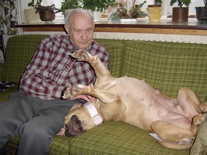 Amerikansk staffordshire terrier Gucci *Himmelhund* - Gucci på besøg hos Alfred privat billede 6