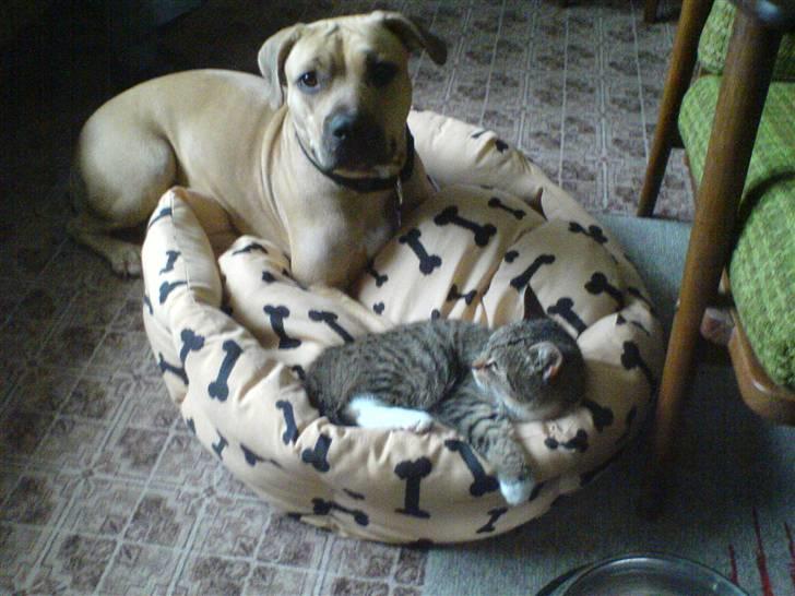 Amerikansk staffordshire terrier Gucci *Himmelhund* - Gucci  fik besøg af en fremmed mis, som gerne ville hygge-putte lidt billede 7