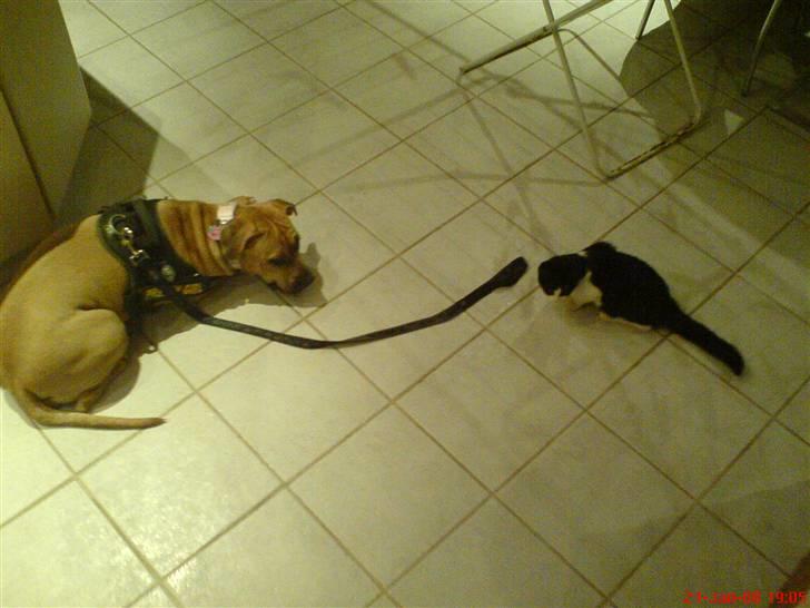 Amerikansk staffordshire terrier Gucci *Himmelhund* - Gucci besøger Bailey for 1´ste gang billede 8