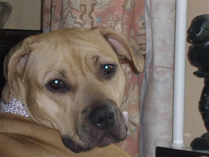 Amerikansk staffordshire terrier Gucci *Himmelhund* - far driller mig ved at blive ved at tage billeder af mig billede 9