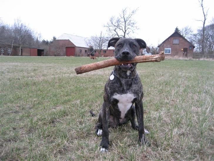 Blanding af racer Baloo - Kom nu, tag nu det billede. Så vi kan lege igen... billede 14