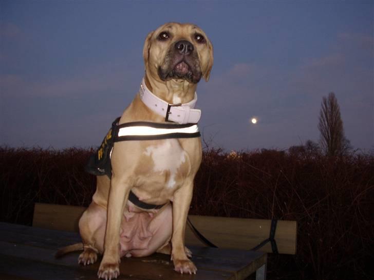 Amerikansk staffordshire terrier Gucci *Himmelhund* - far ville se om jeg kunne forvandle mig til en var-ulv ved at gå tur med mig i fuldmåne billede 10