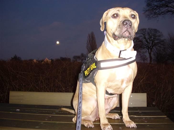 Amerikansk staffordshire terrier Gucci *Himmelhund* - men jeg blev ikke nogen var-ulv, forblev en Amstaff billede 11