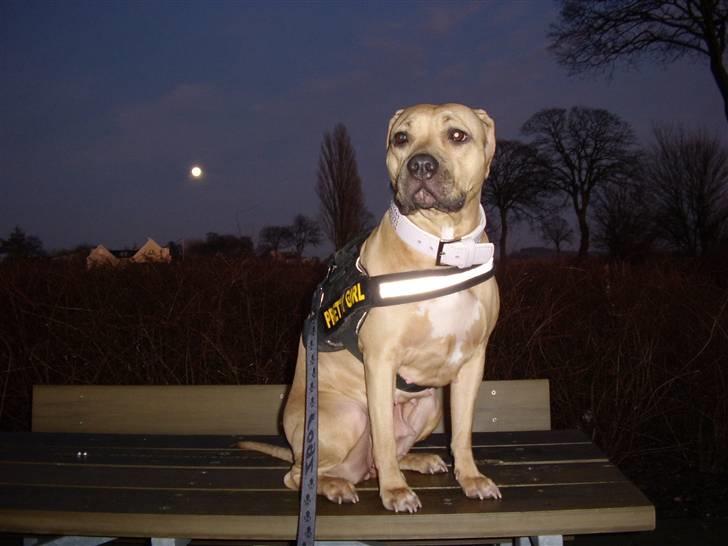 Amerikansk staffordshire terrier Gucci *Himmelhund* - jeg kan ikke blive var-ulv billede 12