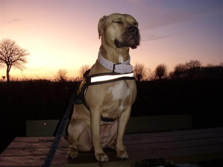 Amerikansk staffordshire terrier Gucci *Himmelhund* - far skulle se om man kunne få solnedgangen med på billedet billede 13