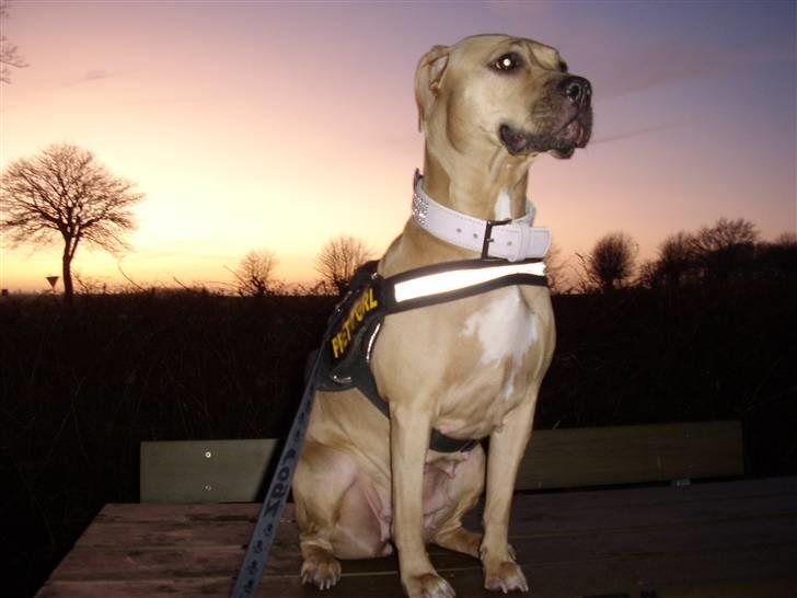 Amerikansk staffordshire terrier Gucci *Himmelhund* - endnu et billede med solnedgangen i baggrunden billede 14