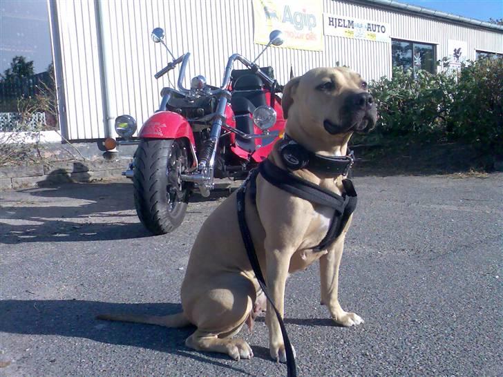 Amerikansk staffordshire terrier Gucci *Himmelhund* - far syntes at "cyklen" i baggrunden passer godt til en Amstaff billede 15