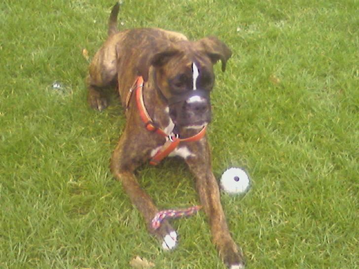 Boxer Boxon Brown Camille R.I.P billede 8