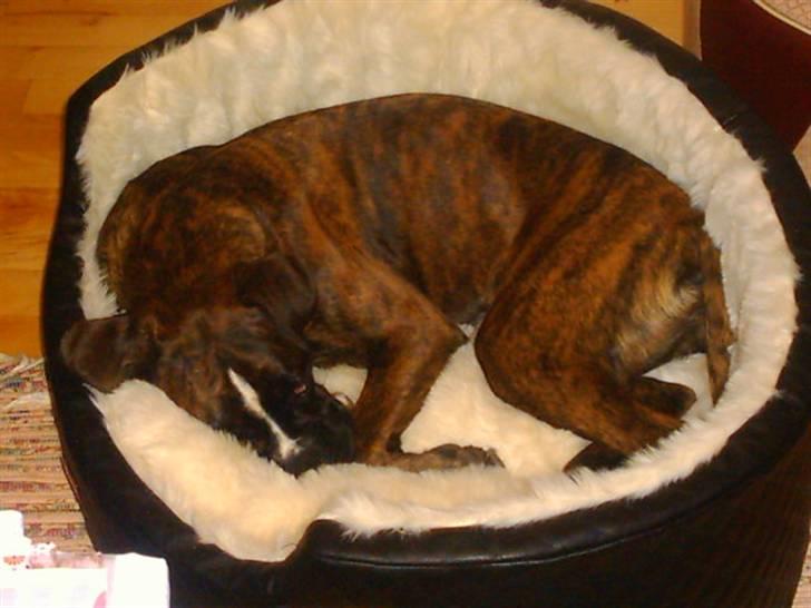 Boxer Boxon Brown Camille R.I.P billede 9