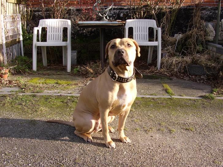 Amerikansk staffordshire terrier Gucci *Himmelhund* - her er jeg så igen billede 16