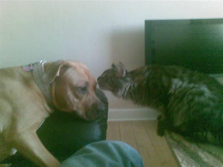 Amerikansk staffordshire terrier Gucci *Himmelhund* - her hilser jeg på Blackie billede 17