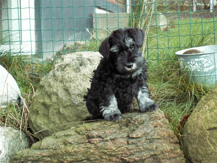 Dvaergschnauzer Todde - Todde leger fotomodel  billede 1