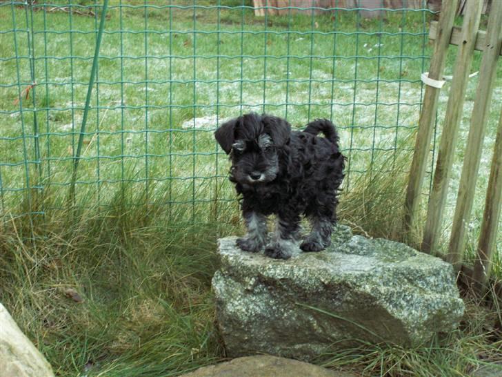 Dvaergschnauzer Todde - Todde som bjergged billede 2