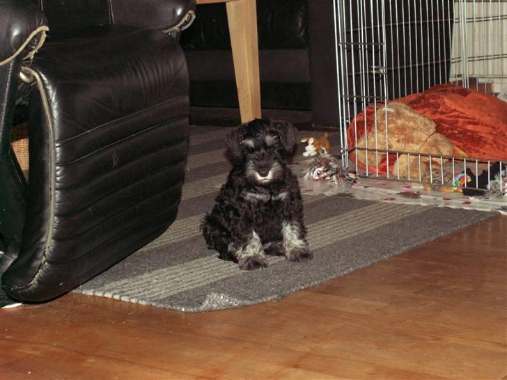 Dvaergschnauzer Todde - Er jeg ikke bare nuttet  billede 3