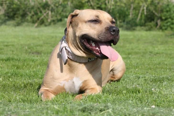 Amerikansk staffordshire terrier Gucci *Himmelhund* - her er jeg så igen, liggerer og nyder solen billede 18